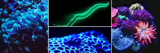 Glow In The Dark Stuff