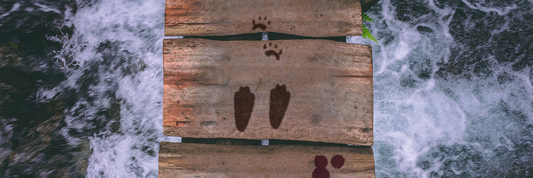 Four Gods and a Rabbit Riddle